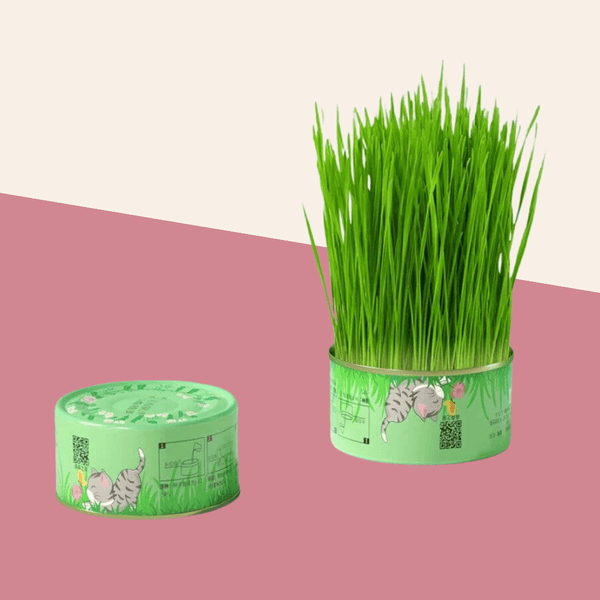 Cat Canned Grass