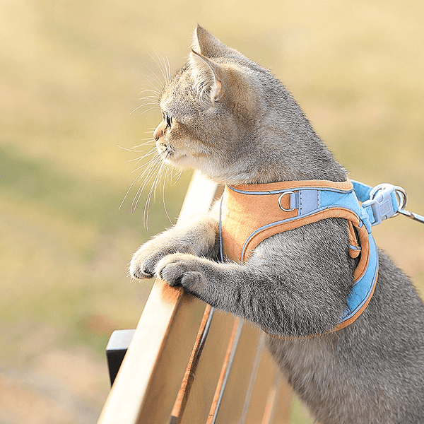 Escape-Proof Cat Vest  Cute Anti-Stroke Cat Walking Rope